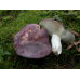 Мицелий Сыроежки сине-желтой (Russula cyanoxantha)
